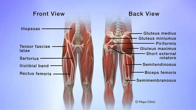 Anatomy components