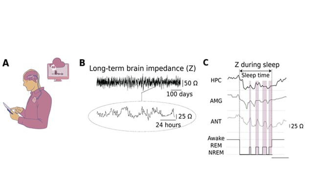 Human brain electrophysiology and behavior
