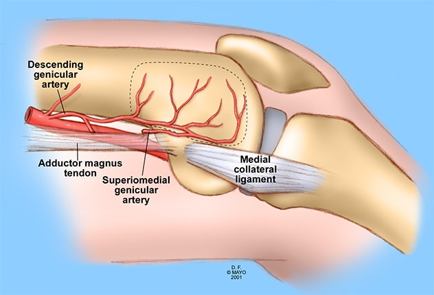 Vascular anatomy of the medial femoral condyle flap