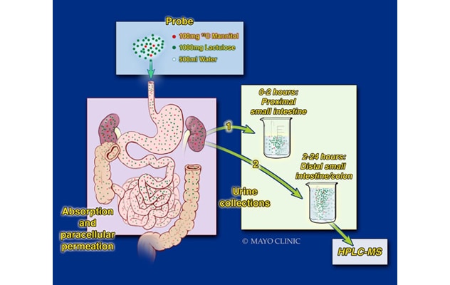 Intestinal permeability