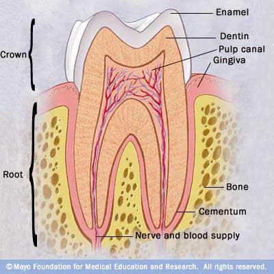 Illustration showing healthy tooth 