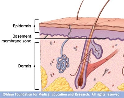 Basement membrane zone - Mayo Clinic