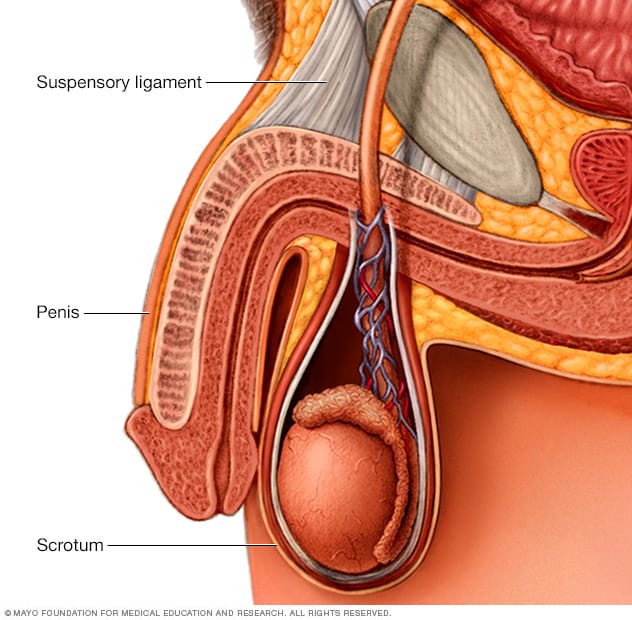 Ligamento suspensorio 