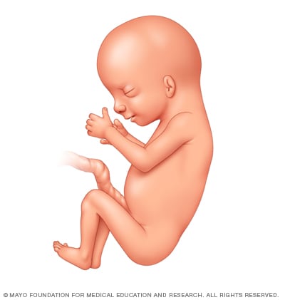 Fetal Development The 2nd Trimester Mayo Clinic Fetal Development The 2nd Trimester Mayo Clinic