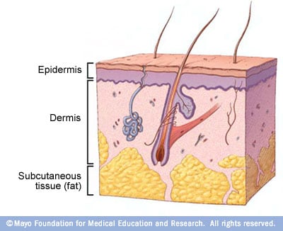 Illustration showing basic skin layers 