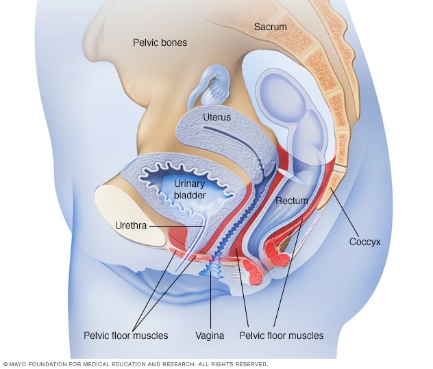 Where pelvic floor muscles are located in women