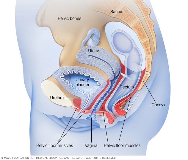 Female Pelvic Floor Muscles Mayo Clinic