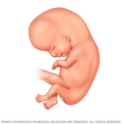 受孕 8 周后的胚胎 