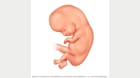 Embryo eight weeks after conception 