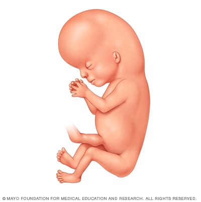 Illustration of embryo 10 weeks after conception