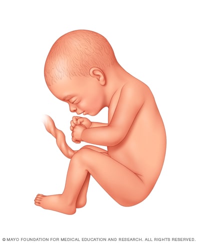 Baby Fetal Growth Chart