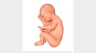 受孕后 31 周的胎儿 