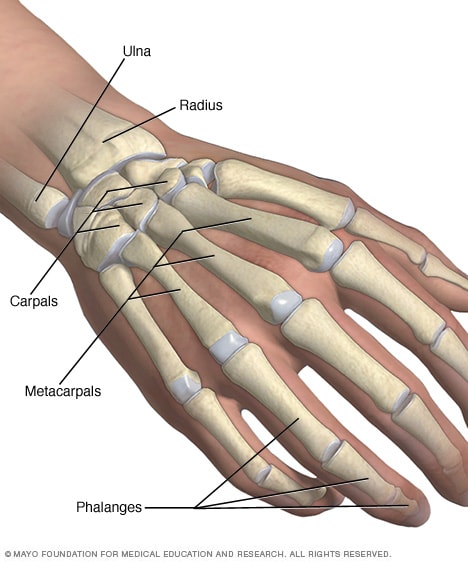 Huesos De La Mano Y De La Muñeca Mayo Clinic