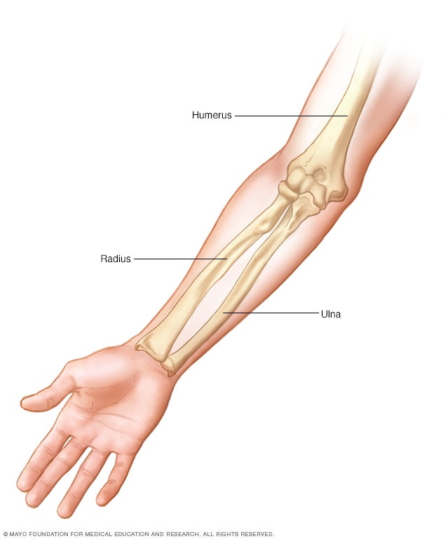 Ilustración de los huesos del brazo 