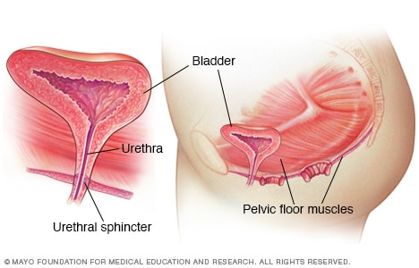 Ilustración del sistema urinario que muestra los músculos del piso pélvico