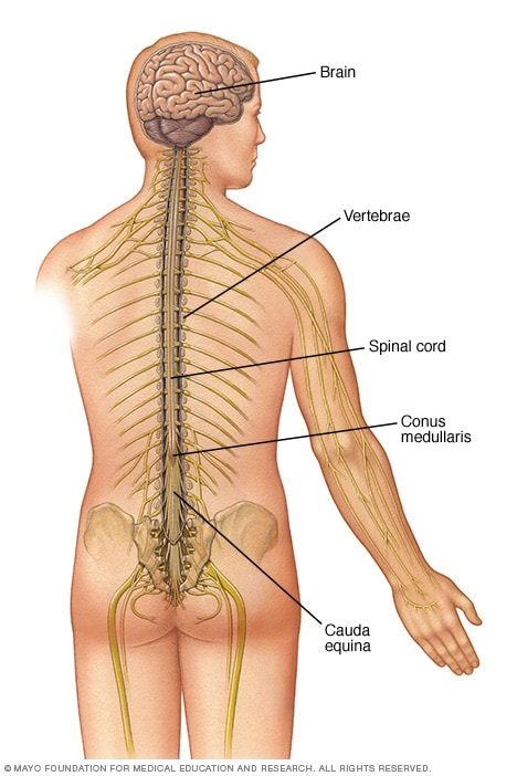 The anatomy of the central nervous system 