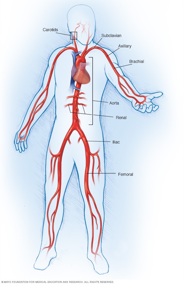 Arterias principales