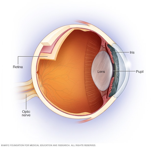 Optic nerve