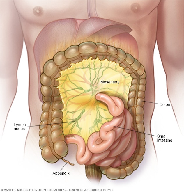 Illustration showing mesentery