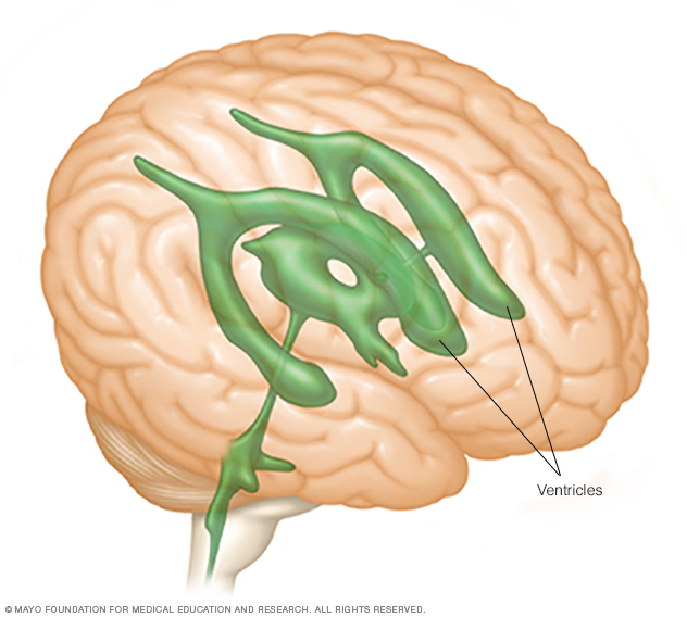 ventricles of the brain