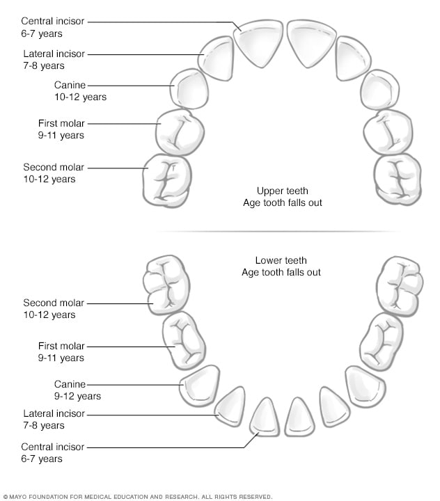 Baby teeth diagram

