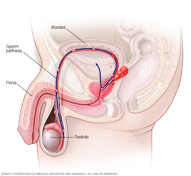 What Happens If You Don't Ejaculate