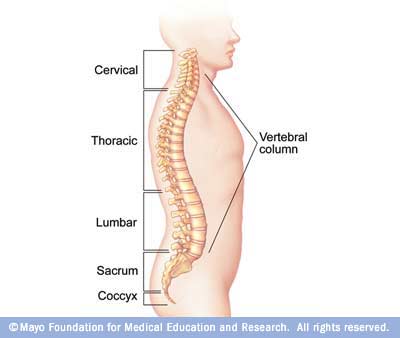 Illustration showing spinal anatomy
