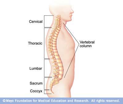 Ilustración de la anatomía de la columna