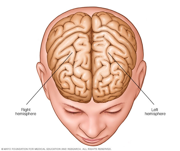 Hemisferios del cerebro