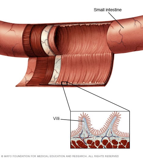 Small intestine lining and villi