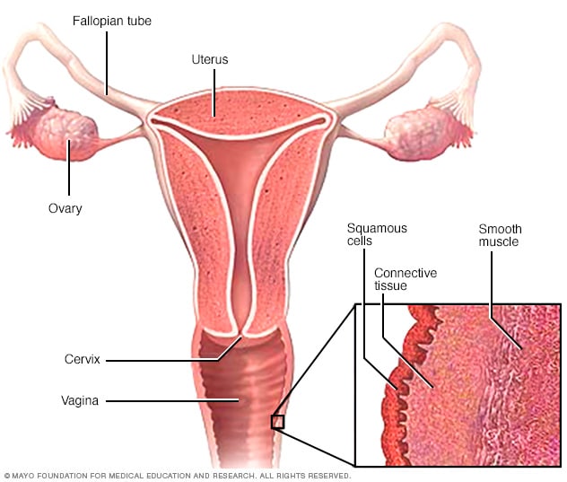 Layers of vaginal tissue 