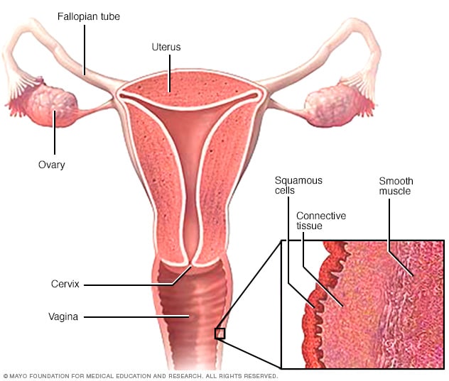 Layers of vaginal tissue