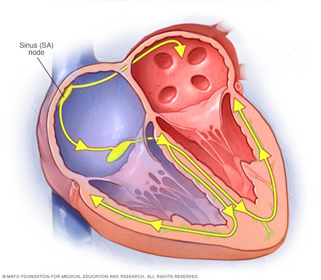 El sistema de conducción del corazón