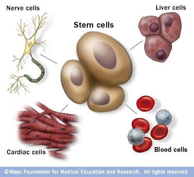 Stem cells as the body's master cells 