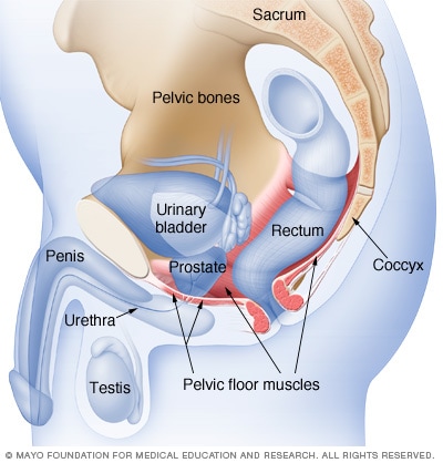 Location of pelvic floor muscles in a man