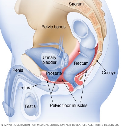 Muscles targeted during male Kegel exercises