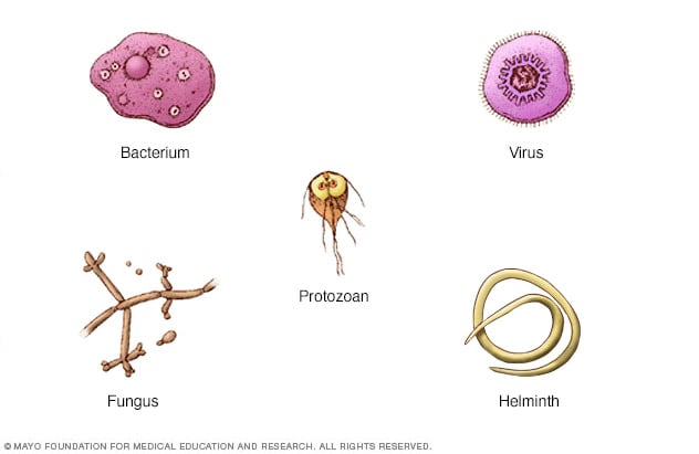 أنواع مختلفة من العوامل الناقلة للعدوى 