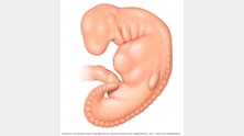 Embryo four weeks after conception 
