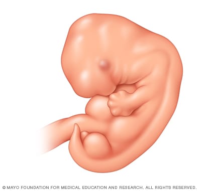 orden proteger Anguila Desarrollo fetal: el primer trimestre - Mayo Clinic