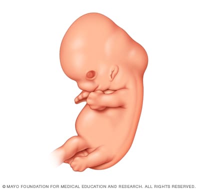 受孕 6 周后的胚胎 
