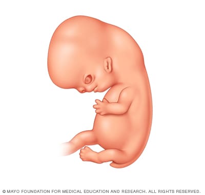 Womb Growth Chart