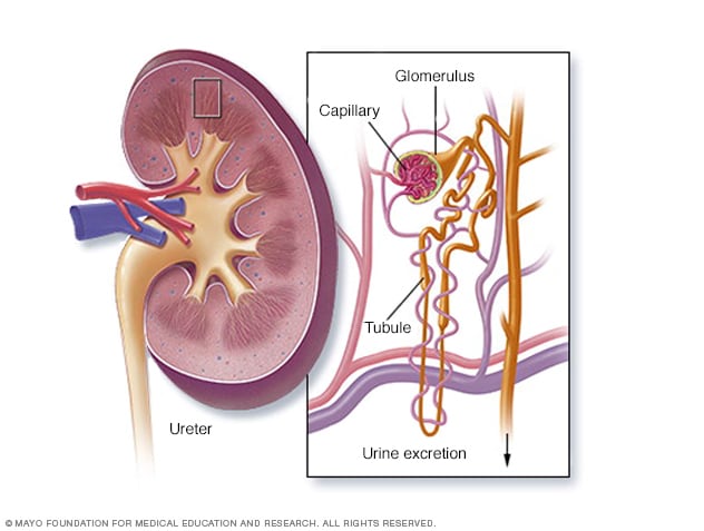 Sección transversal del riñón