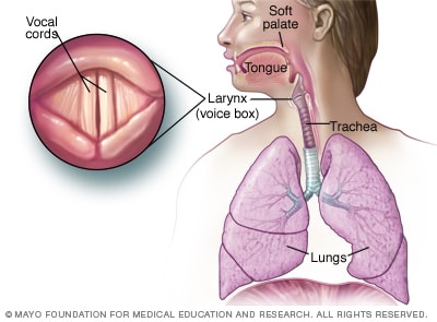 Illustration showing vocal cords