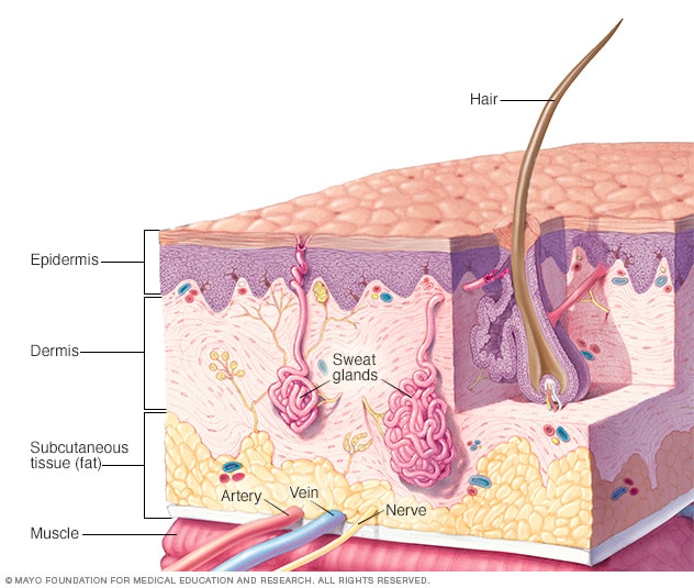 Skin anatomy - Mayo Clinic