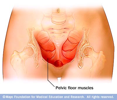 Illustration of pelvic floor muscles 
