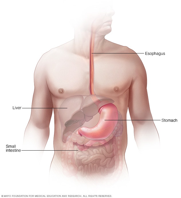 Dysphagia Symptoms And Causes Mayo Clinic