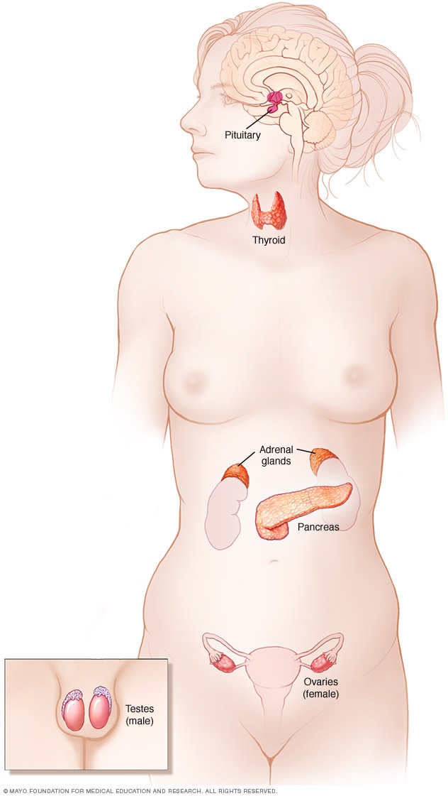 Endocrine system