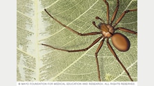 Brown recluse spider