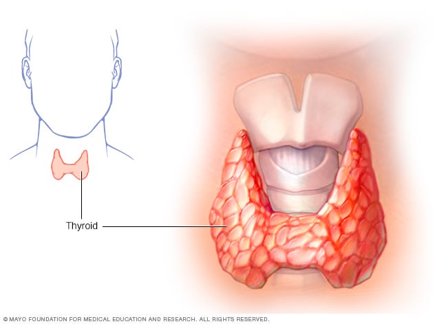 Glándula tiroides que muestra la laringe y la tráquea
