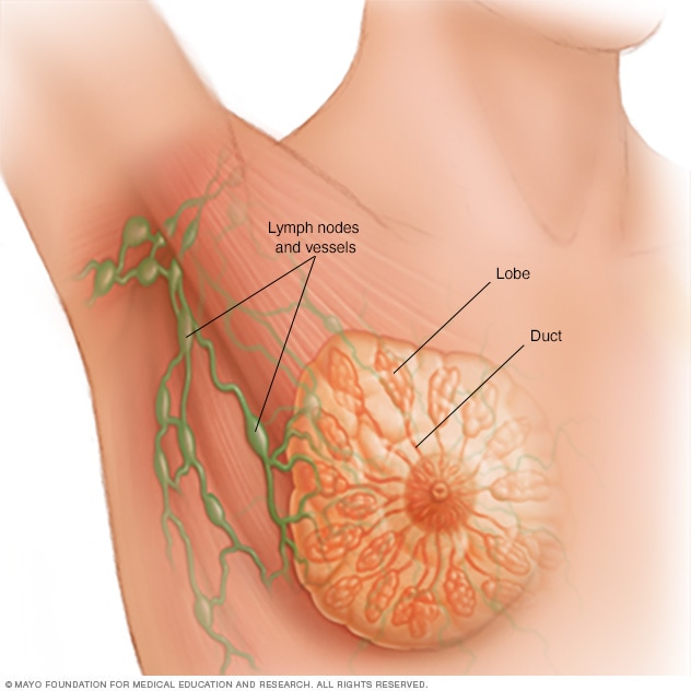 Breast, including lymph nodes, lobules and ducts